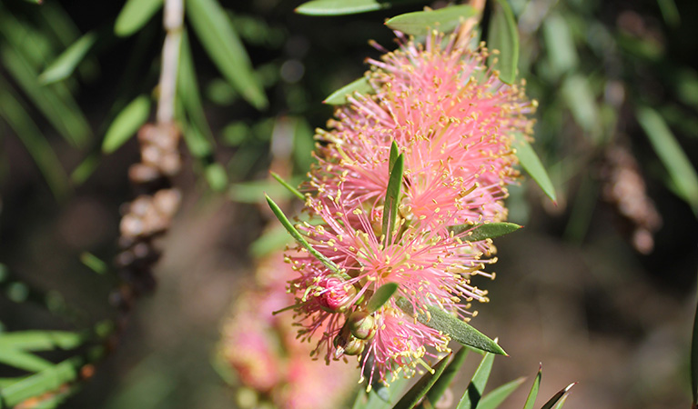 Bottlebrush (Callistemon), Nangar National Park. Photo: Claire Davis
