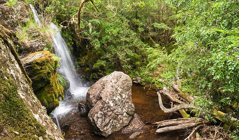 Tea Tree Falls walk, New England National Park. Photo: J Evans
