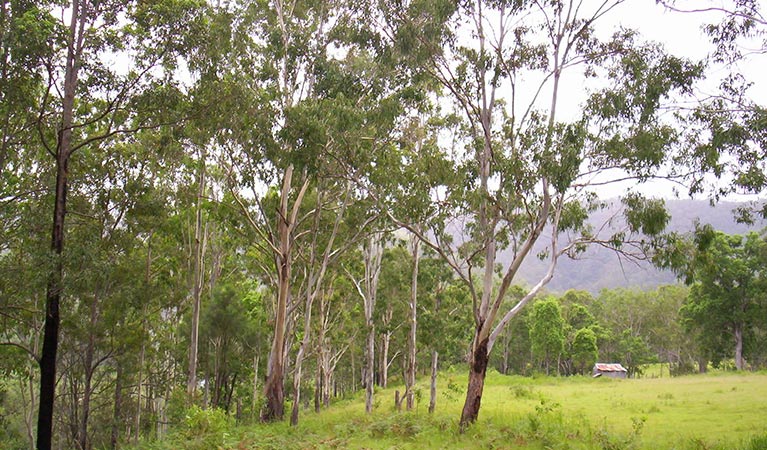 River campground, Nymboida National Park. Photo: D Redman
