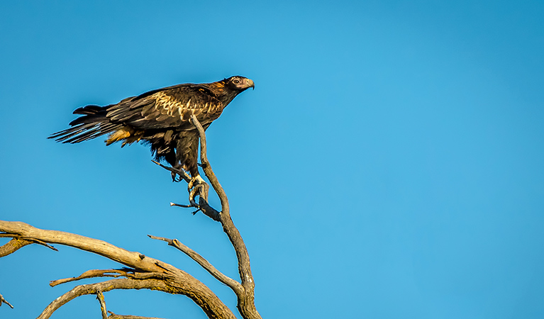 Wedge-tailed eagle (Aquila audax), Oolambeyan National Park. Photo: John Spencer