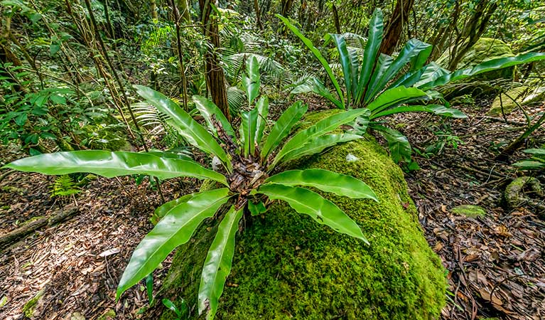 Local vegetation, Palm Grove Nature Reserve. Photo: John Spencer