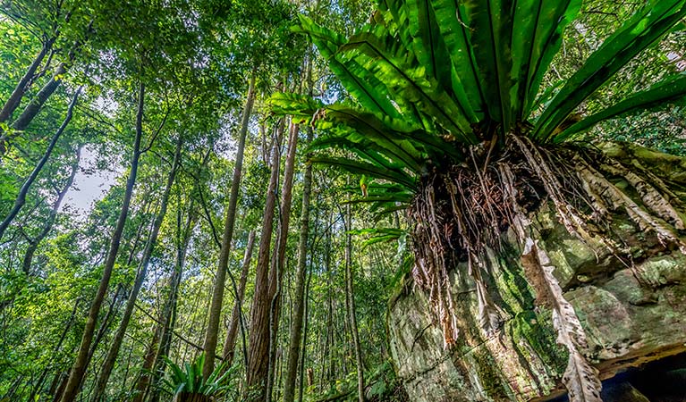 Looking up the tree canopy in Palm Grove Nature Reserve. Photo: John Spencer