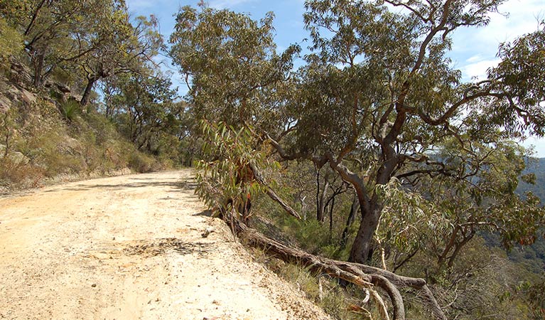 Womerah Range trail, Parr State Conservation Area. Photo: OEH