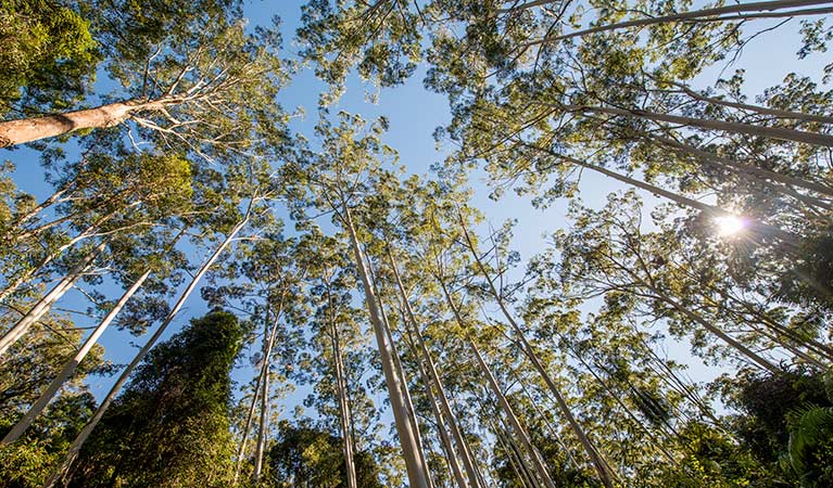Under the tree canopy, Queens Lake Nature Reserve. Photo: John Spencer