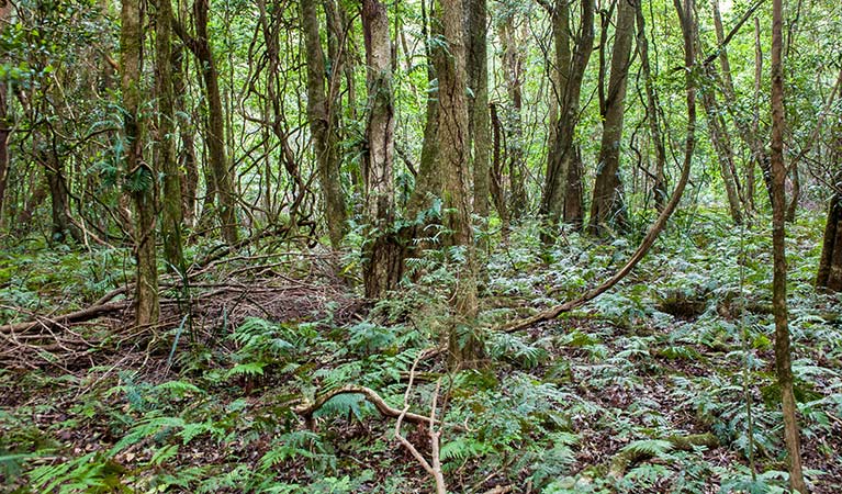 Rainforest, Robertson Nature Reserve. Photo: Michael Van Ewijk