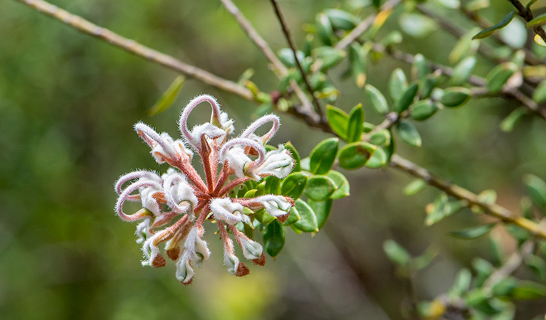 A flower blooming, Royal National Park. Photo: John Spencer