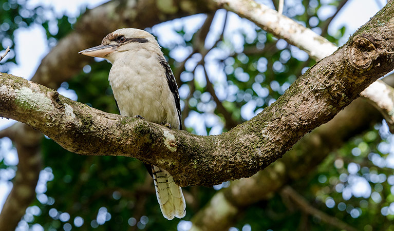 Keep an eye out for bottlenose dolphins surfing the waves, sea eagles swooping into the sea and many other plants and animals to observe at Saltwater National Park. Kookaburra (Dacelo novaeguineae), Saltwater National Park. Photo: John Spencer