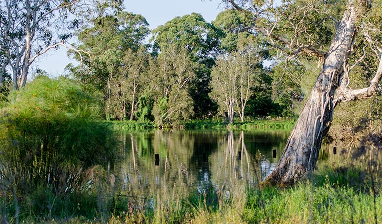 Trees on the bank of the swamp, Seaham Swamp Nature Reserve. Photo: John Spencer