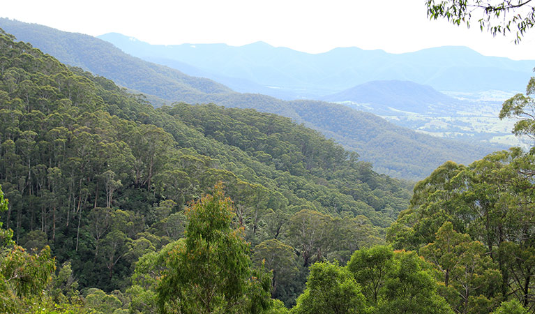 The mountains of South East Forest National Park. Photo credit: John Yurasek © DPIE