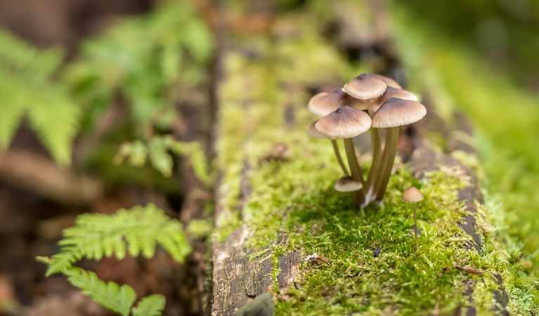 Small mushrooms, South East Forest National Park Photo credit: John Spencer © DPIE