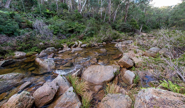 Forest stream, South East Forest National Park. Photo credit: John Spencer © DPIE