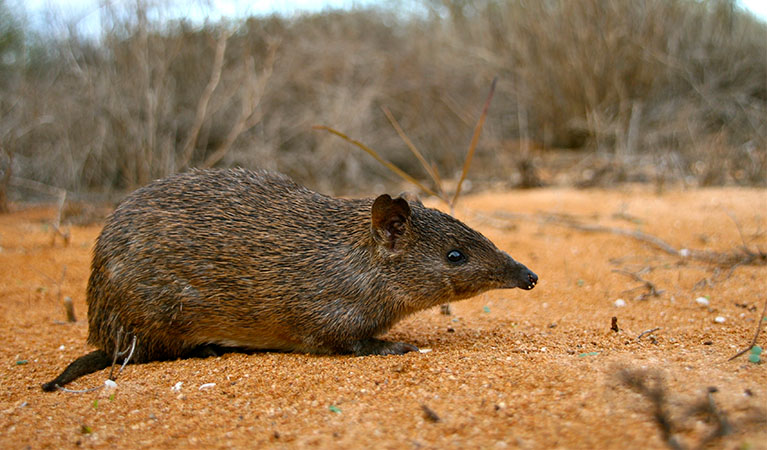 A golden bandicoot. Photo: Judy Dunlop © DPE