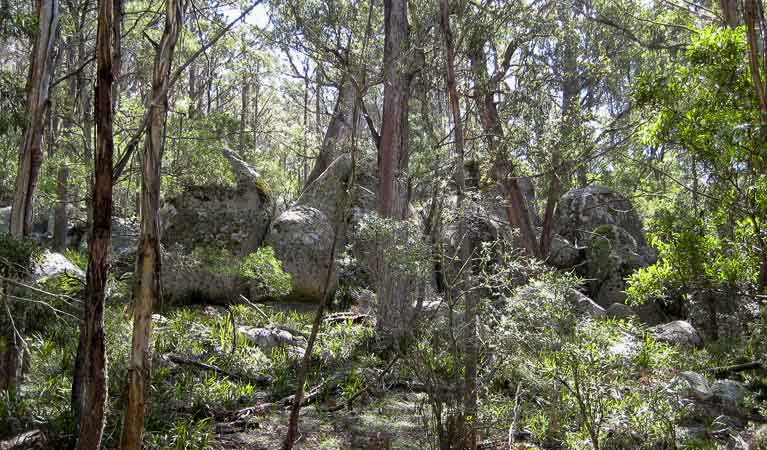 Forest, Tallaganda National Park. Photo: S Jackson