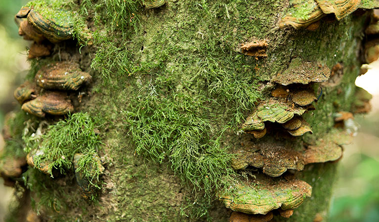 Mosses, Tooloom National Park. Photo: David Young
