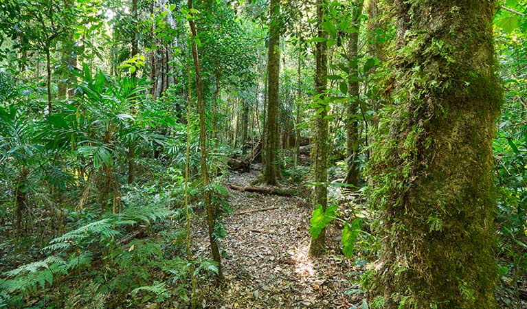 Tooloom National Park. Photo: David Young