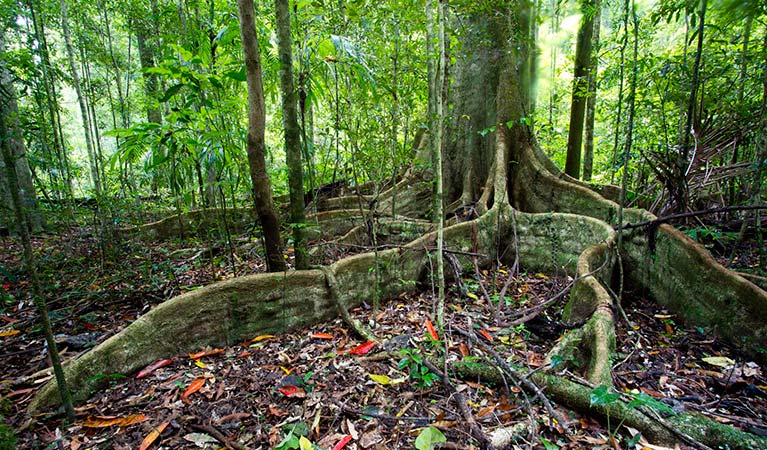 Murray Scrub walking track, Toonumbar National Park. Photo: Robert Ashdown