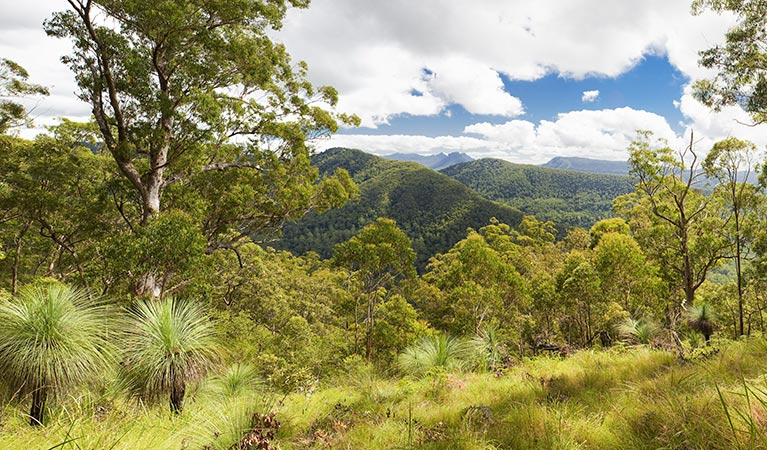 Sherwood Lookout, Toonumbar National Park. Photo: Hamilton Lund