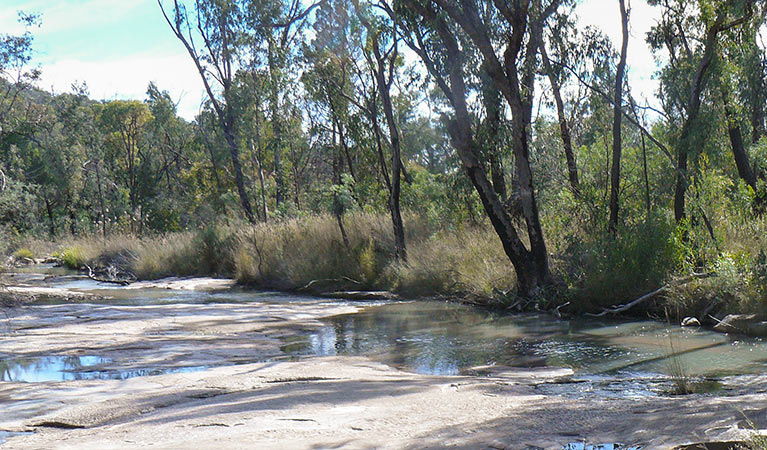 Trees along the back of a creek, Torrington State Conservation Area. Photo: OEH