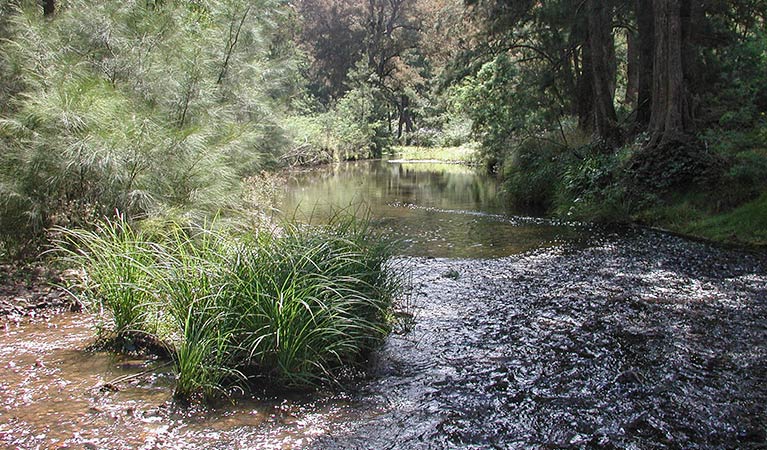 Trees along the river, Turon National Park. Photo: OEH