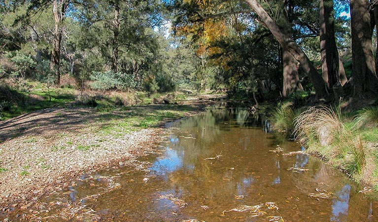 Trees along the river, Turon National Park. Photo: OEH
