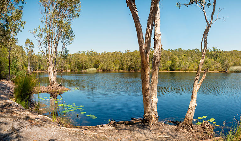 Paper bark trees (Melaleuca quinquenervia) on the river bank. Tyagarah Nature Reserve. Photo: David Young