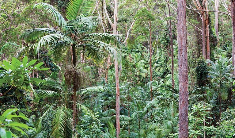 Forest, Ulidarra National Park. Photo: Rob Cleary