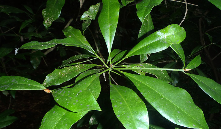 Jointed balogjhia, Victoria Park Nature Reserve. Photo: OEH