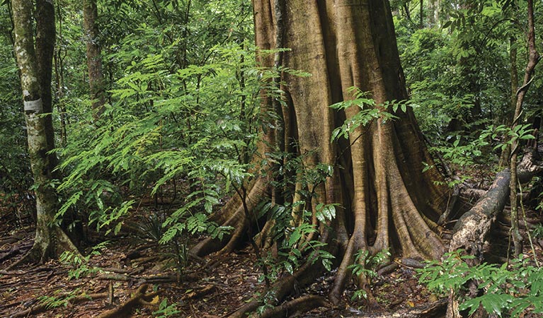Forest, Victoria Park Nature Reserve. Photo: Shane Ruming