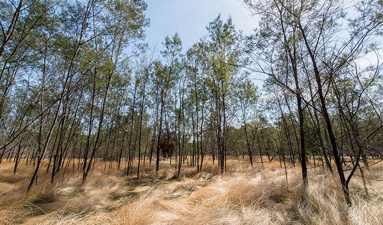 Kurri sand swamp woodland walk, Werakata National Park. Photo: John Spencer