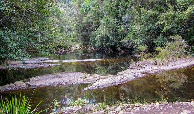 A still creek, Whian Whian State Conservation Area. Photo: OEH