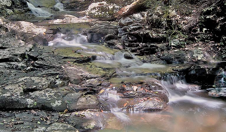 Prospector Falls walking track, Whian Whian State Conservation Area. Photo: John Spencer