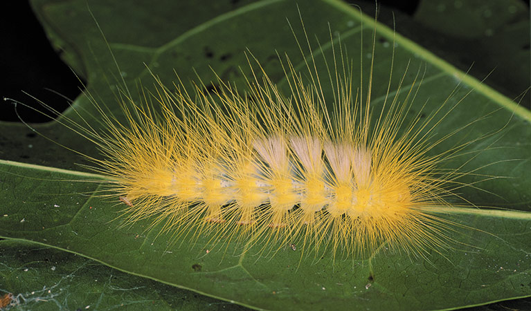 Caterpillar, Wingham Brush Nature Reserve. Photo: OEH