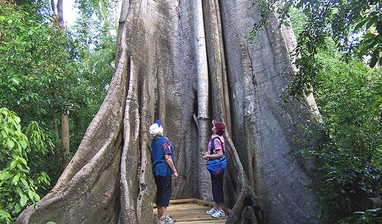 A huge tree, Wingham Brush Nature Reserve. Photo: Kevin Carter