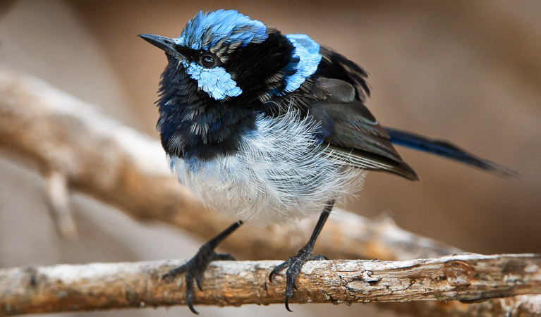 Superb fairy wren (Malurus cyaneus), Wolli Creek Regional Park. Photo: Ingo Oeland