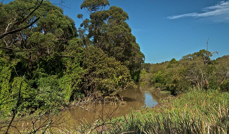 Wolli Creek walking track, Wolli Creek Regional Park. Photo: John Spencer