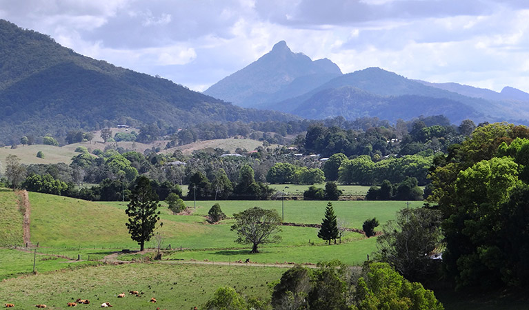 Distant mountains, Wollumbin National Park. Photo: D Hofmeyer