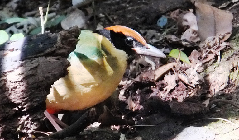 Noisy pitta (Pitta versicolor), Wollumbin National Park. Photo: OEH