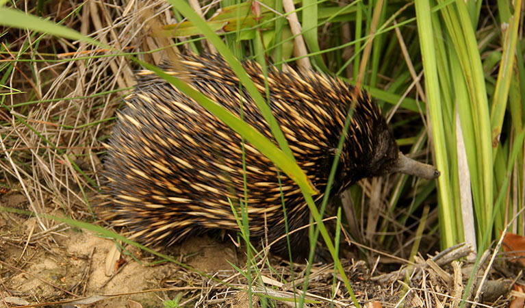 Short beaked echidna (Tachyglossus aculeatus), Woomargama National Park. Photo: John Yurasek