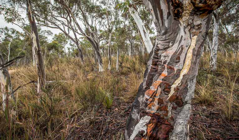 Forest in Yanununbeyan State Conservation Area. Photo: John Spencer
