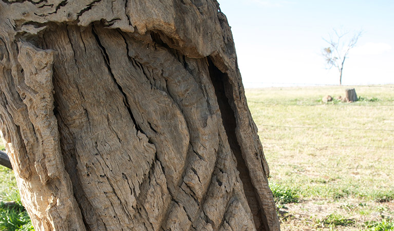 Scared tree, Yuranighs Aboriginal Grave Historic Site. Photo: Steve Woodhall