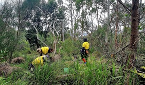 Garigal bushcare